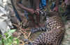 Udupi: Leopard drowns in well as forest officials ill-equipped